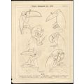 BEAKS 1934 James Affleck Shepherd PUNCH CARTOON...