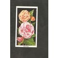 Cigarette Card Carreras Flowers 1936 #47 Begonias