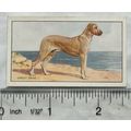 1936 Gallaher Dogs 1st Series No. 11 The Great ...