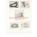 5 Studies , J Downman, Book Illustration (Print...