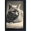 CAT Postcard by Lilywhite (9F)