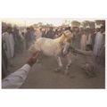 Ed Kashi Punjab Pakistan Donkey Animal Beaten A...