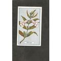 Cigarette Card Gallaher Plants of Commercial Va...