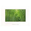 BAMBOO GROVE AT SAGANO, KYOTO, JAPAN used postc...