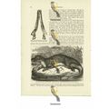 West African River Shrew, Book Illustration (Pr...