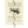 Agouta, Book Illustration (Print), 1884