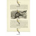 Bulau, Book Illustration (Print), 1884
