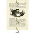 Rat Tailed Shrew, Book Illustration (Print), 1884