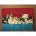SIX KITTENS .used postcard by John Hinde.. 1986...