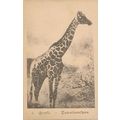 PC20675 Girafle