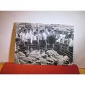 SHEEP SALE, 1967, FARNHAM ALL SAINTS, SUFFOLK unused postcard =