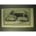 1887 Illustration of Thorough-Bred Middlesex Swine