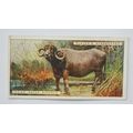 1924 Players Natural History card No. 9 Indian ...
