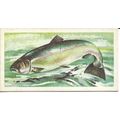 Freshwater Fish 1960 Brooke Bond Tea Card 31 - ...