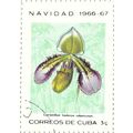 CUBA, Christmas Flower, Cypripedium hookerae vo...