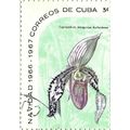 CUBA, Christmas Flower, Cypripedium morganiae b...
