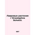 Lavender plants / Oreodaphne Schottii. In Russi...