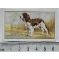 1936 Gallaher Dogs 1st Series No. 8 The English...