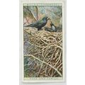 1925 Life in The Tree Tops No. 44 Rook and Family