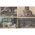 Lion Tiger Elephant Brown Bear 4x 1970s London ...