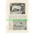 Dogs, Racket & Pincher, Edwin Landseer, Book Il...