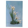 FLOWERS..unused postcard lily, flags, ?? #
