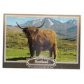 A MONARCH OF THE GLEN, a Highland cow steer... ...