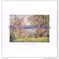ESTHWAITE WATER, APPLE BLOSSOM, CUMBRIA, ENGLAN...