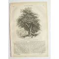 1842 The Penny Magazine No. 644 Westminster, Ba...