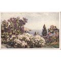 Portugal Postcard 1981 - Flowers and Gardens Of...