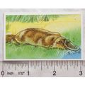 Brooke Bond Going Wild No. 27 Duck-billed Platy...
