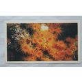 1988 Players Doncella The Living Ocean No. 5 Co...