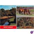 GB Postcard - New Forest, Hampshire
