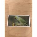 1992 Brooke Bond Tea Card, Natural Neighbours: ...