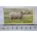 1916 Players British Livestock 25 Welsh Mountai...