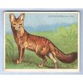 Tobacco Card ~ Company: American Tobacco Compan...