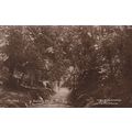 ED 88 BURLEY - SANDY SHUTE. RP POSTCARD