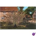 IOW Postcard - Peacock displaying at Calbourne ...