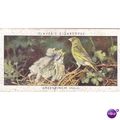 Players Birds & Their Young Card No. 16 Greenfinch