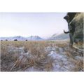 BET.G513: Musk Oxen in North-east Greenland.