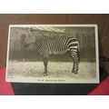 No 8. MOUNTAIN ZEBRA unused postcard by LONDON ...