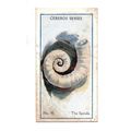 CEREBOS TRADE CARD SEA SHELLS 1925 NUMBER 98 TH...