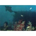 Postcard Underwater Fantasy. Octocoral Gorgonia...
