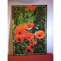the COMMON POPPY flower unused large postcard p...