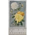 pre 1918 postcard The Seasons Greetings