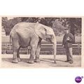 postard zoo series elephant london reward card ...