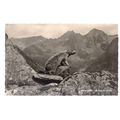 MARMOT unused postcard vintage black and white