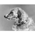 HEAD OF A DEERHOUND 1878 Edwin Landseer VICTORI...