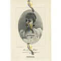 Madame Patti, Opera Singer, Book Illustration (...
