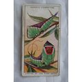1932 Ogdens Colour in Nature No. 19 Lavae of th...